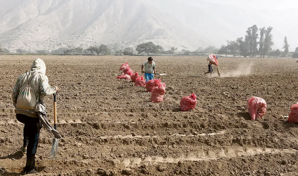 Monto. Hay más de S/ 348 millones para compra de urea. Foto: Marco Cotrina/ La República