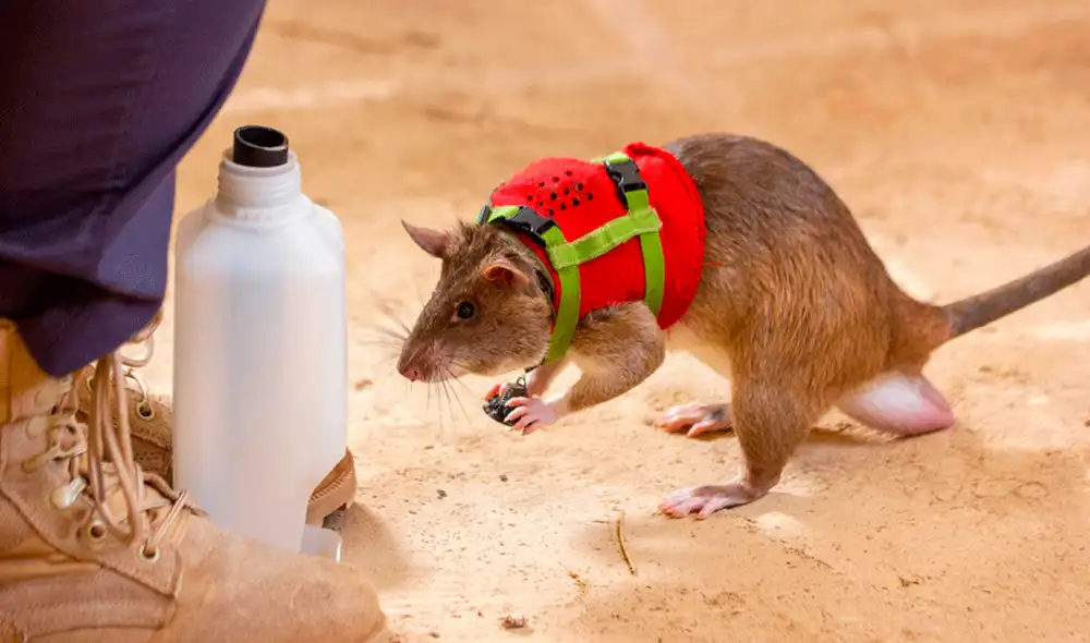 "Existe la idea errónea de que son sucias y antihigiénicas. Con nosotros están bien cuidadas, son animales sociables”, declaró la doctora Donna Kean. Foto: APOPO "Existe la idea errónea de que son sucias y antihigiénicas. Con nosotros están bien cuidadas, son animales sociables”, declaró la doctora Donna Kean. Foto: APOPO