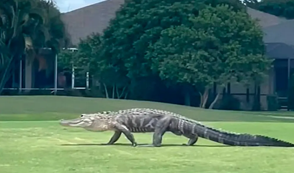 Autoridades en Florida continúan investigando el incidente que protagonizó un caimán. Foto: El Nuevo Herald