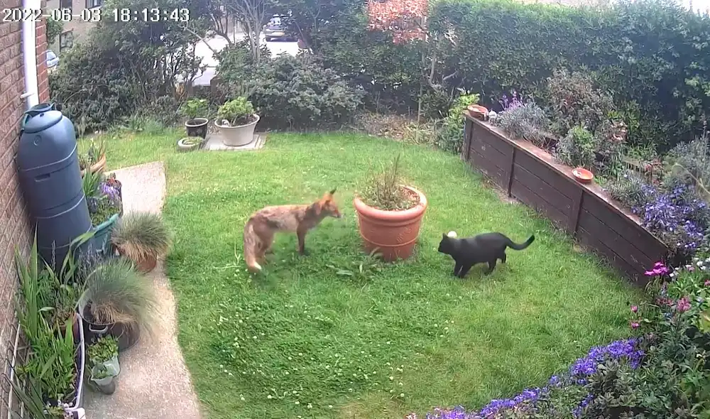 A pesar de sus diferencias, los animales se comprendieron al instante y pasaron un tierno momento juntos. Foto: captura de YouTube