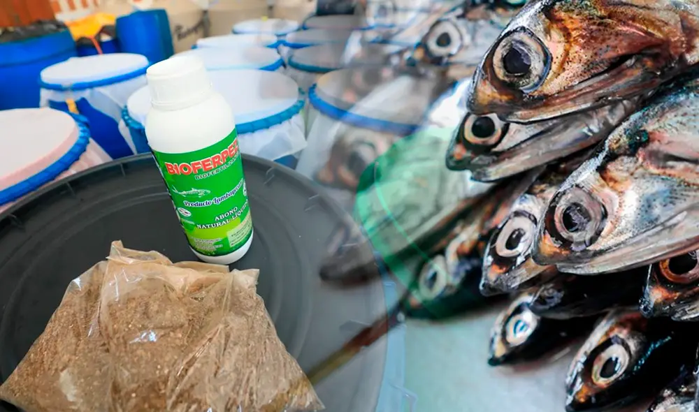 El Estado ha invertido S/ 2,8 millones en alianzas público privadas con empresas, universidades y asociaciones de pescadores para impulsar estos proyectos entre agricultores. Foto: composición/La República