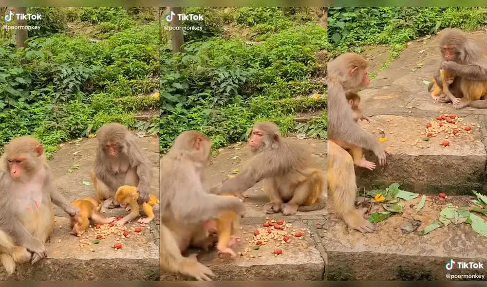 Una de las simias quedó sorprendida por la actitud de la otra. Foto: composición/ @poormonkey/TikTok Una de las simias quedó sorprendida por la actitud de la otra. Foto: composición/ @poormonkey/TikTok