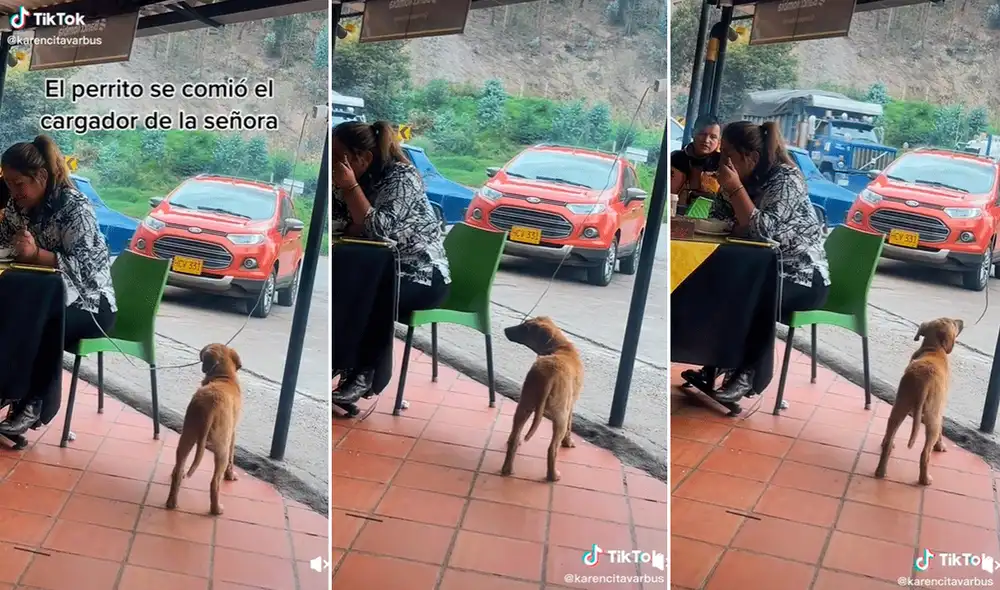 Los amantes de los animales se preocuparon, ya que el perrito corría el riesgo de recibir una descarga eléctrica. Foto: captura de TikTok Los amantes de los animales se preocuparon, ya que el perrito corría el riesgo de recibir una descarga eléctrica. Foto: captura de TikTok