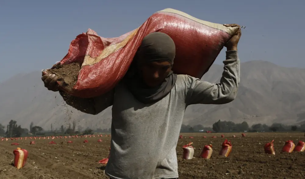 Crisis internacional de fertilizantes. Los propios gremios de agricultores han advertido que de no solucionarse este problema, la producción de alimentos caerá en 40% en los próximos meses. Foto: La República