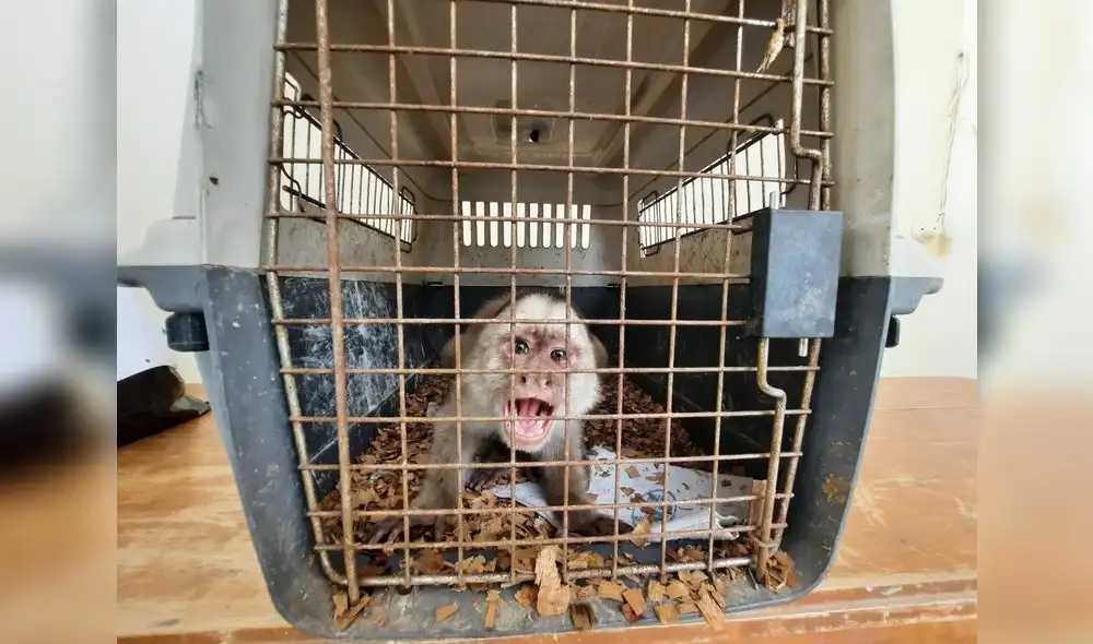 Animal se encontraba en buen estado de salud. Foto: Serfor Animal se encontraba en buen estado de salud. Foto: Serfor