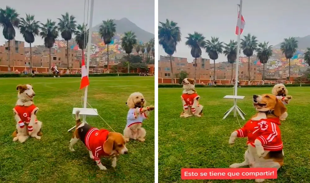 Como parte de las celebraciones por el 7 de junio, los canes también lucieron unos trajes alusivos a nuestro país. Foto: captura de TikTok