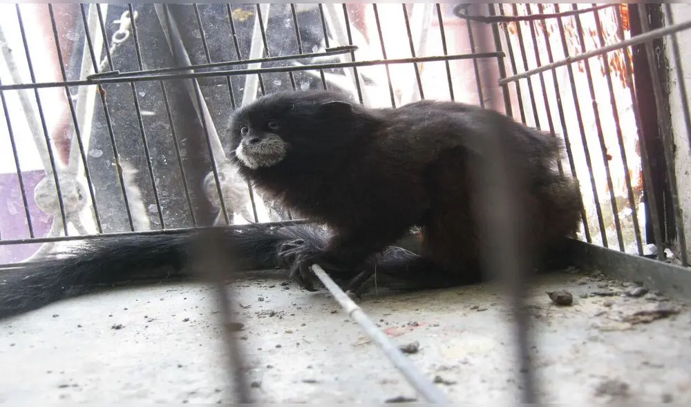 El proceso de este delito corresponde, por la vía administrativa, a las Autoridades Regionales Forestales y de Fauna Silvestre; y por la vía penal, a la Fiscalía Especializada en Materia Ambiental. Foto: Oscar Paz/Andina