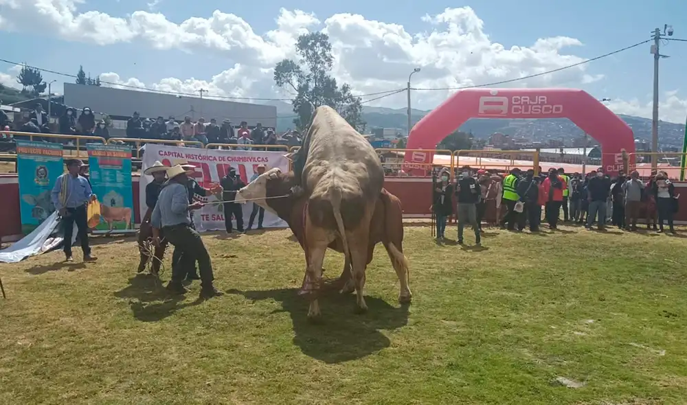El toro es considerado de alto valor genético. Foto: URPI/Alexander Flores El toro es considerado de alto valor genético. Foto: URPI/Alexander Flores