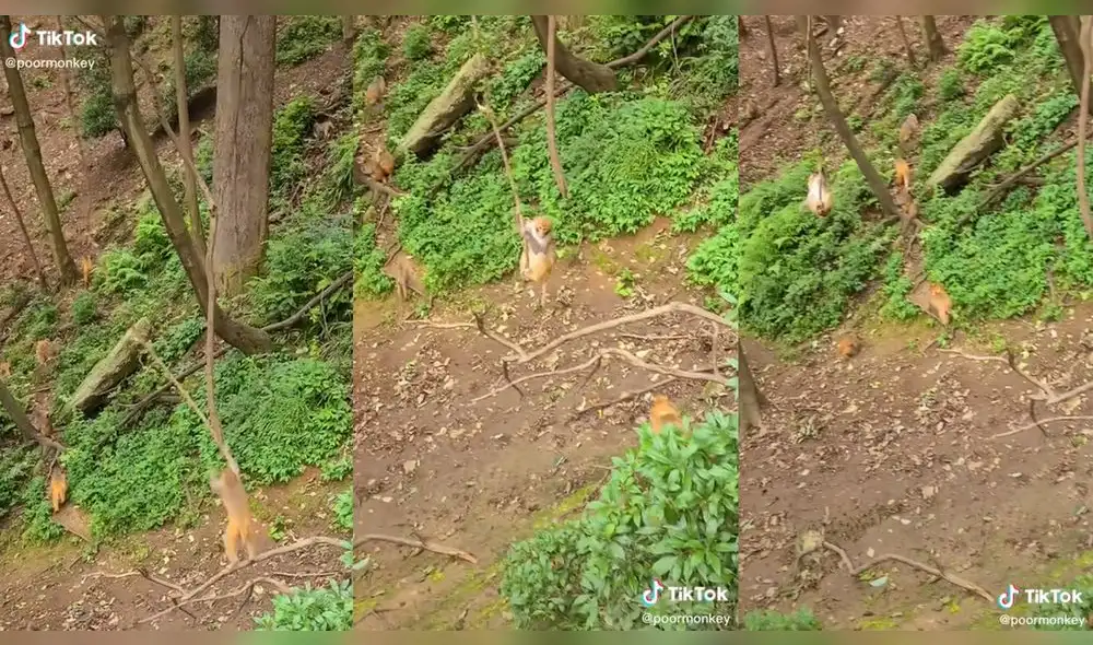 El primate divirtiéndose en la liana. Foto: composición/ @poormonkey/TikTok