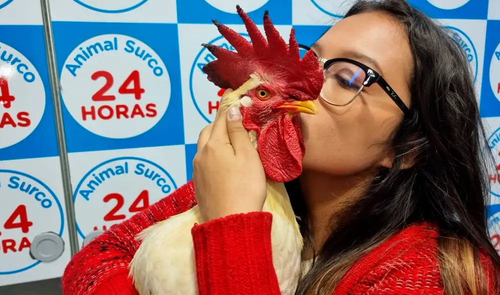 Joven ha recibido diversas muestras de apoyo para su gallo, que fue rescatado hace un año. Foto: María Pía Ponce/URPI-LR Joven ha recibido diversas muestras de apoyo para su gallo, que fue rescatado hace un año. Foto: María Pía Ponce/URPI-LR