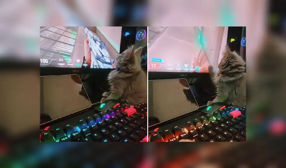 El clip viral obtuvo más de 182.000 reproducciones en la red social. Foto: captura de TikTok