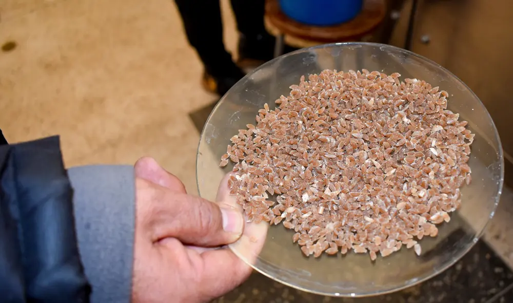 El proyecto inició en 2018 y ahora se encuentra en la elaboración de sus muestras finales. Foto: UNA Puno