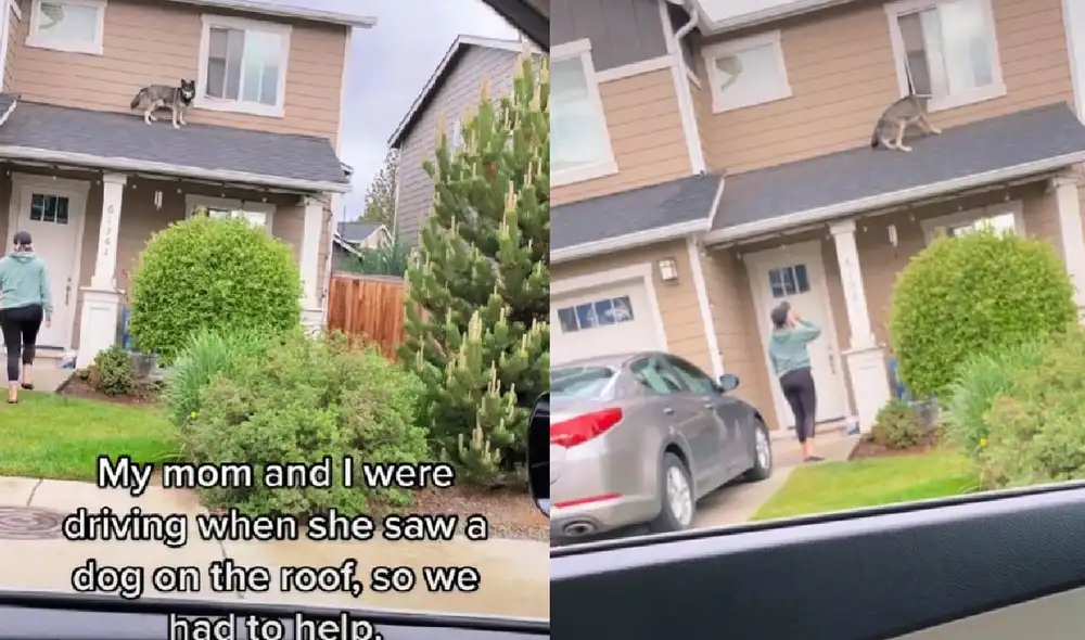 El can volvió a ingresar a su casa por la ventana de donde se había escapado. Foto: captura de TikTok