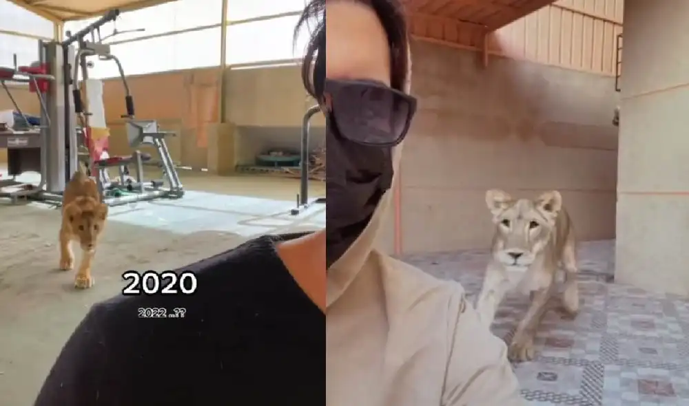 El muchacho sorprendió a miles de usuarios con las imágenes del león. Foto: captura de TikTok