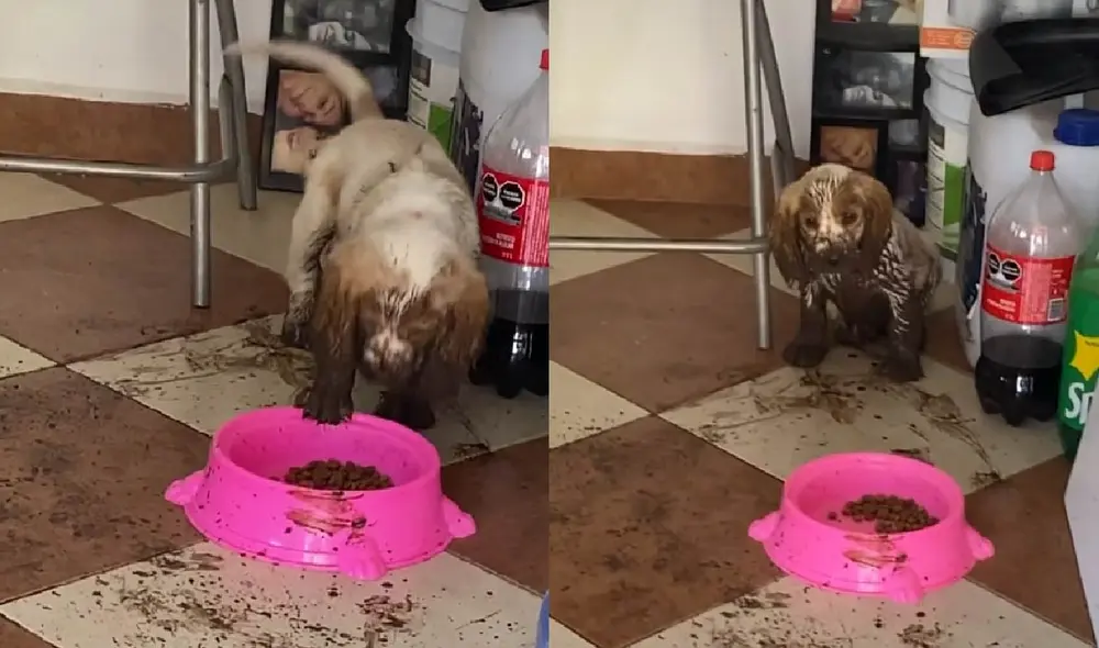 El can sorprendió con su travesura al ingresar a su casa completamente sucio. Fotos: captura de TikTok
