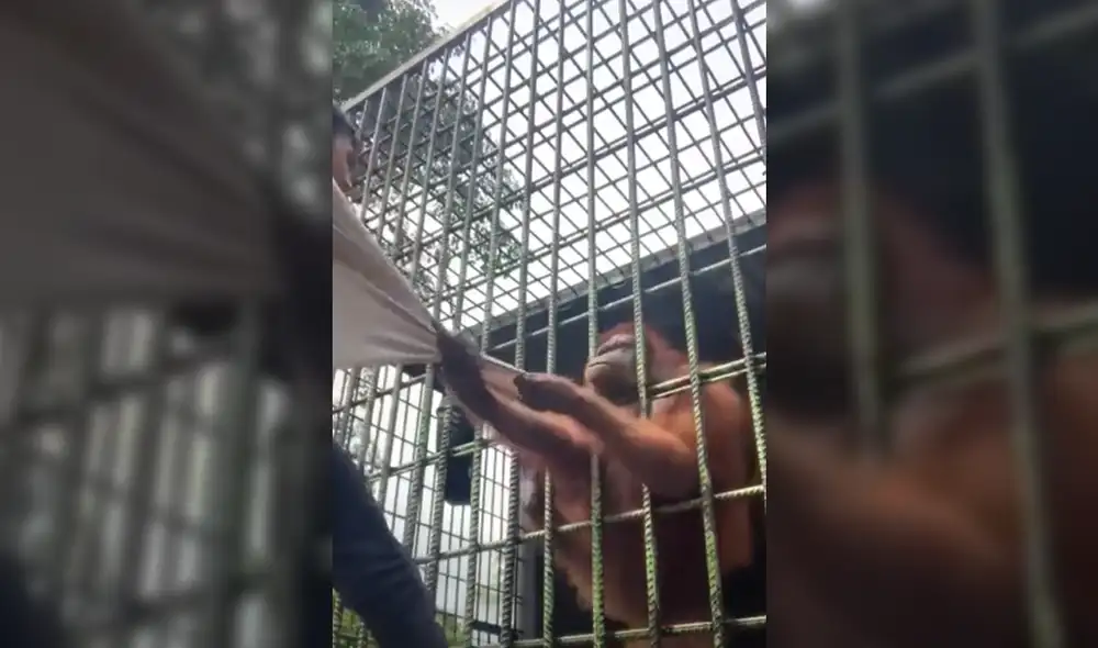 El suceso ocurrió en el zoologico de Kasang Kulim, en Indonesia. Foto: captura de pantalla/Twitter: @sundaykisseu