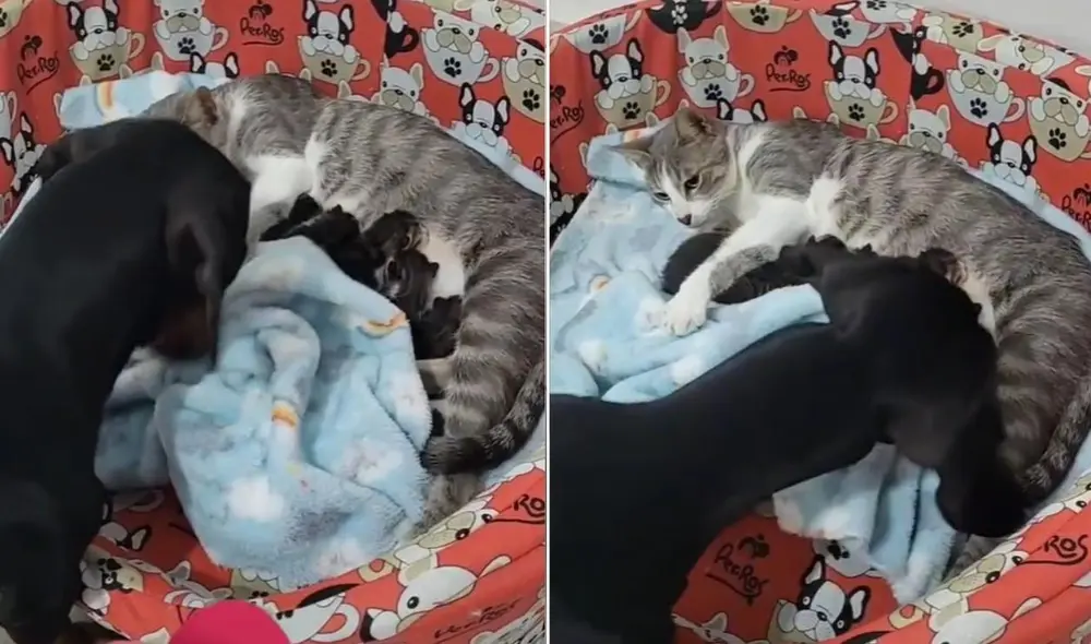 La viral escena compartida por la usuaria Julieta (@julietagonzalezla1) logró obtener millones de reproducciones y reacciones. Foto: captura de TikTok