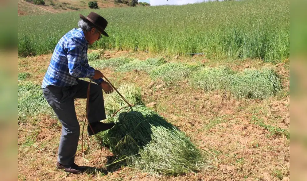 Las especies podrían ser avena forrajera, cebada forrajera, rye grass con trébol, entre otros. Foto: Midagri