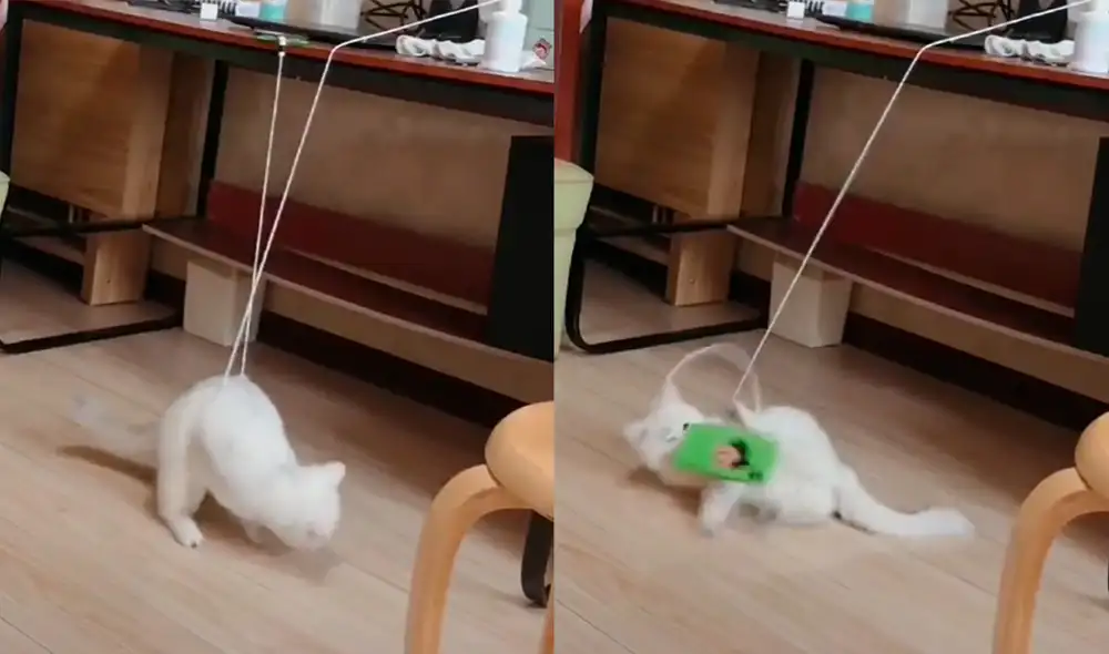 El minino terminó golpeando su cuerpo con el celular cuando jugaba con el cargador. Foto: captura de TikTok