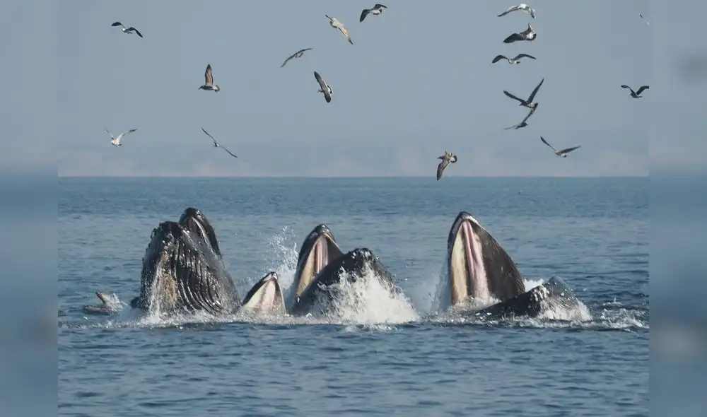 Soñar con muchas ballenas significa que eres una persona que sobresale por sus cualidades. Foto: Ecología verde