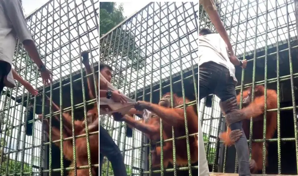 El hombre se mostró muy asustado ante la temible reacción del orangután. Foto: composición/ ccaptura de TikTok El hombre se mostró muy asustado ante la temible reacción del orangután. Foto: composición/ ccaptura de TikTok