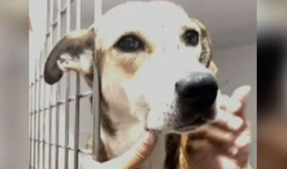 La perrita esperaba a 7 cachorritos que murieron por el impacto de la onda explosiva que se produjo en el atentado. Foto: Noticias Caracol