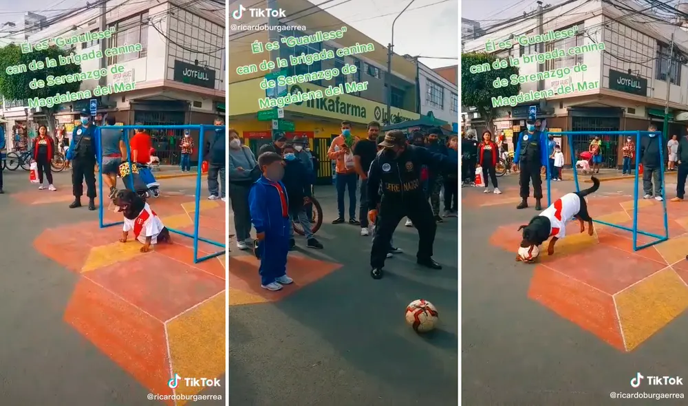 El perrito impactó en redes por su peculiar estilo para tapar un disparo. Foto: captura de TikTok El perrito impactó en redes por su peculiar estilo para tapar un disparo. Foto: captura de TikTok