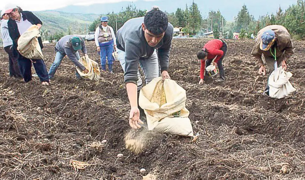 Ayuda para el campo. La entrega de urea se realizará a través de los puertos Salaverry, Callao y Matarani. Foto: difusión Ayuda para el campo. La entrega de urea se realizará a través de los puertos Salaverry, Callao y Matarani. Foto: difusión