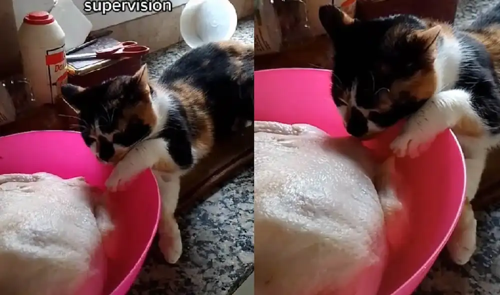 El animalito sorprendió al querer engañar a su dueña y robarse la presa de pollo. Foto: captura de TikTok El animalito sorprendió al querer engañar a su dueña y robarse la presa de pollo. Foto: captura de TikTok