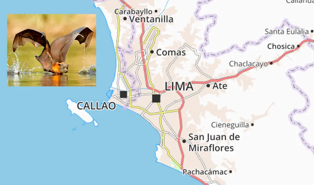 Se han reportados más murciélagos de lo normal en Lima. Foto: Archivo