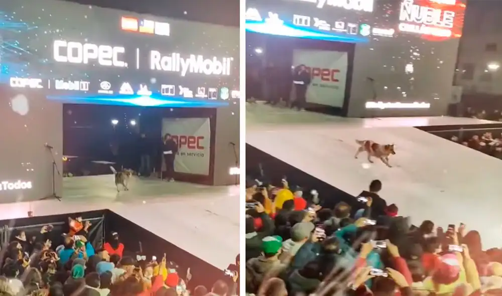 Ni bien pisó el escenario, el can fue presentado por el animador y se llevó la ovación de los asistentes. Foto: captura de Facebook