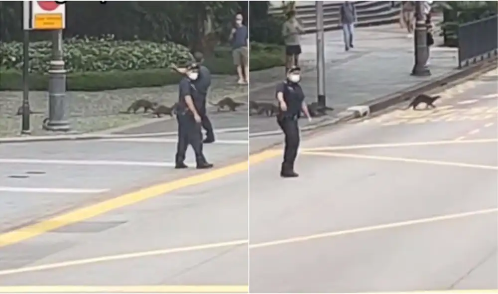 El clip es viral en TikTok y otras redes sociales. Foto: TikTok El clip es viral en TikTok y otras redes sociales. Foto: TikTok