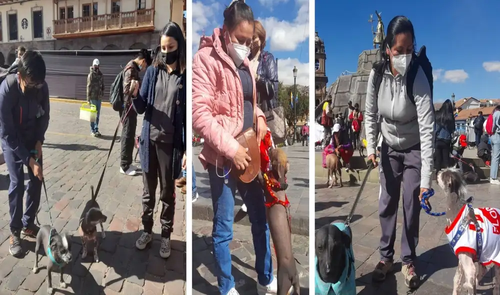 Hoy, 12 de junio, se celebra el día del Perro Peruano sin Pelo. Hoy, 12 de junio, se celebra el día del Perro Peruano sin Pelo.