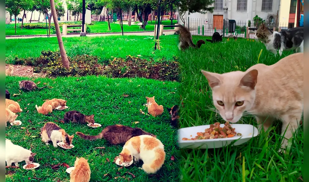 Los gatos del parque Kennedy son alimentados gracias a las donaciones de las personas. Foto: Gatos_Kennedy/Twitter