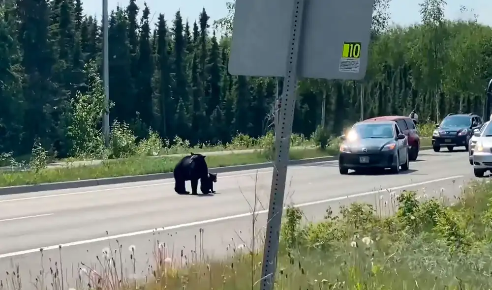 Para evitar hacer daño a los animales, los conductores detuvieron su recorrido y esperaron con paciencia para que llegaran al otro lado. Foto: captura de YouTube