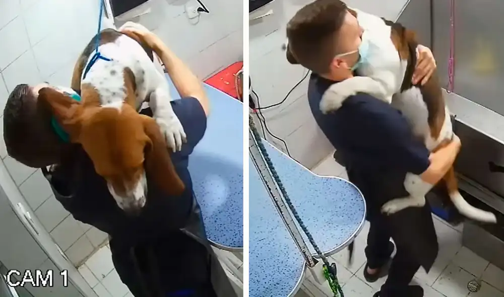 Mientras revisaban las imágenes de las cámaras de seguridad, los trabajadores del local fueron testigos de una tierna escena. Foto: captura de Facebook Mientras revisaban las imágenes de las cámaras de seguridad, los trabajadores del local fueron testigos de una tierna escena. Foto: captura de Facebook