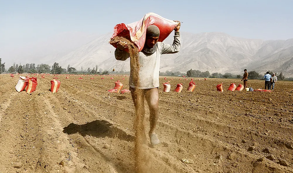 Respuesta. Compra estatal de fertilizantes busca salvar la campaña agrícola 2022-2023 y atenuar los efectos de una posible crisis alimentaria. Foto: Marco Cotrina/ La República