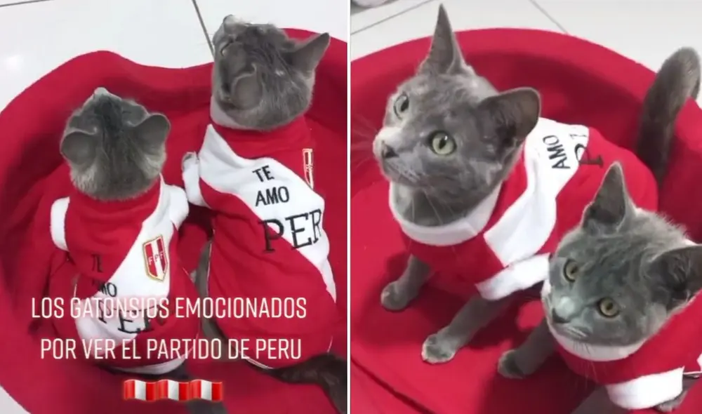 La viral escena compartida en redes por la cuenta @los_gatonsios obtuvo diversas reacciones y reproducciones. Foto: captura de TikTok