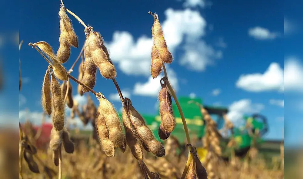 Seguido por EE.UU. y Argentina, Brasil sería el mayor productor del grano a nivel global para la campaña agrícola 2022-2023, con 149 millones de toneladas, abarcando 38% de la aportación mundial. Foto: EFE
