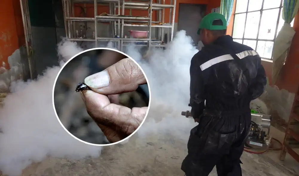 La empresa espera probar su nuevo tratamiento de control de plagas en un ambiente hogareño. Foto: Composición LR / EFE / AFP La empresa espera probar su nuevo tratamiento de control de plagas en un ambiente hogareño. Foto: Composición LR / EFE / AFP