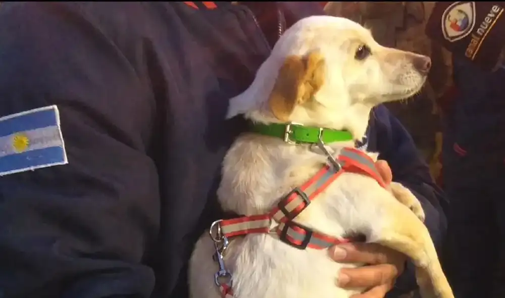 Porota fue rescatada de un alud, producto de las inundaciones en una ciudad argentina. Foto: El patagónico Porota fue rescatada de un alud, producto de las inundaciones en una ciudad argentina. Foto: El patagónico
