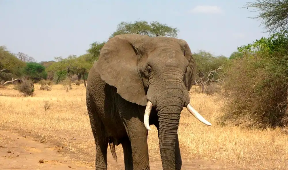 Las autoridades señalaron que el elefante se había desviado del santuario de vida silvestre de Dalma, a casi 124,2 millas (200 kilómetros) de Mayurbhanj. Foto: 20 Minutos