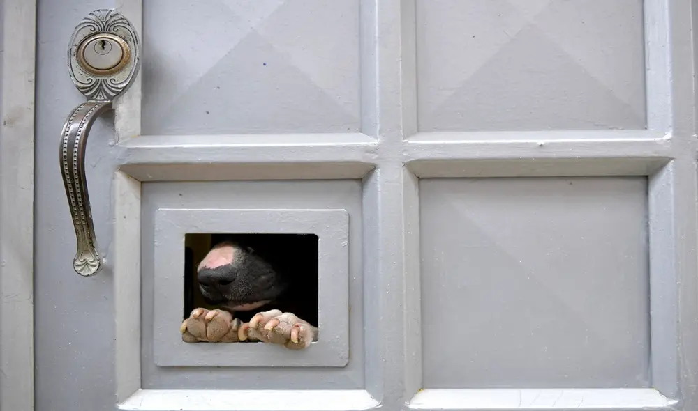 Según los pobladores, la perrita no podía sostenerse en pie por sí misma. Foto: AFP. Según los pobladores, la perrita no podía sostenerse en pie por sí misma. Foto: AFP.