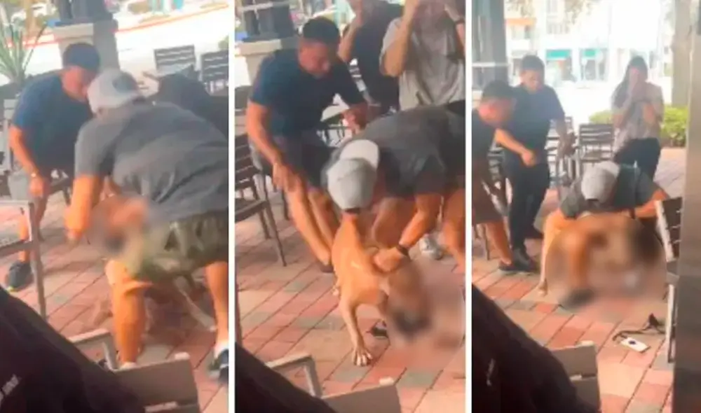 Pese a los esfuerzos de los cuidadores, el pitbull no daba marcha atrás y continuaba mordiendo al pequeño chihuahua. Foto: captura de Facebook