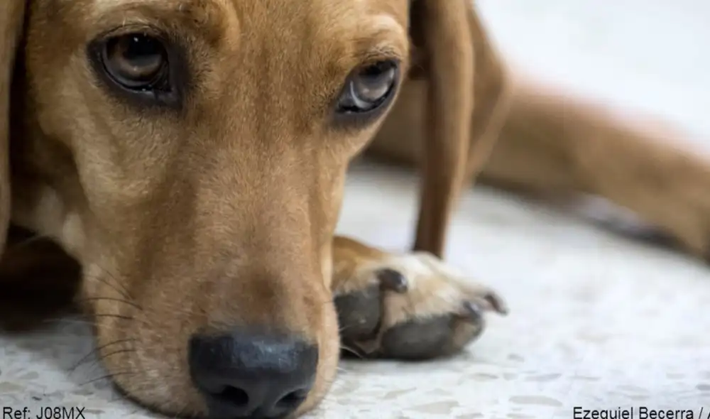La primera dama de Corea del Sur se pone en contra el consumo de carne de perro. Foto: AFP