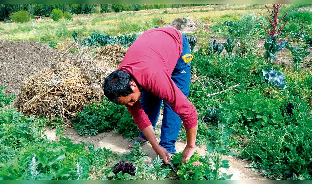 Opciones. Agricultores buscan alternativas a los fertilizantes. Opciones. Agricultores buscan alternativas a los fertilizantes.