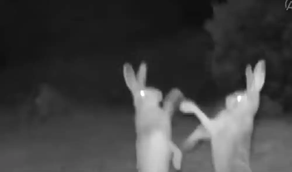 Los conejos sorprendieron con su singular conducta. Foto: captura de TikTok