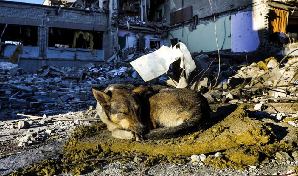 Un perro duerme entre los escombros del edificio principal de una escuela destruida en Zhytomyr el 11 de marzo. Foto: EFE Un perro duerme entre los escombros del edificio principal de una escuela destruida en Zhytomyr el 11 de marzo. Foto: EFE