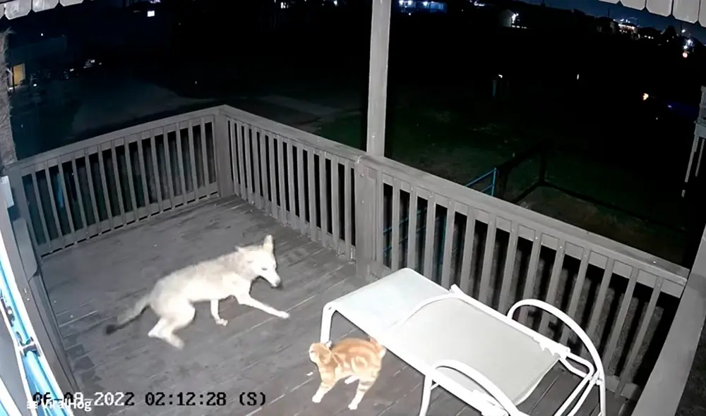 Debido a la fuerza y tamaño de su enemigo, el felino aprovechó unos segundos y subió a lo más alto de un palo. Foto: captura de YouTube