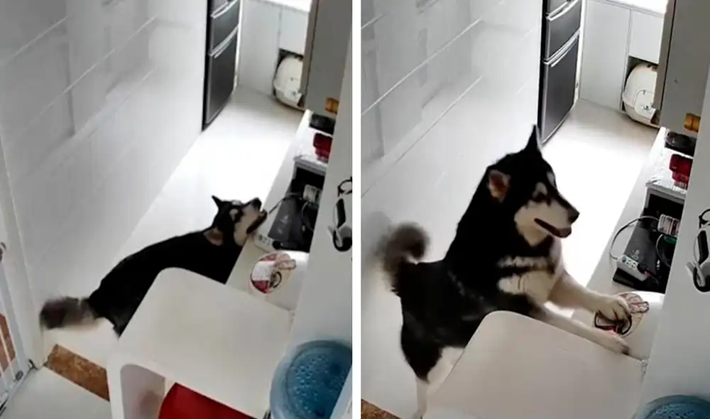 Una cámara de seguridad grabó cada movimiento del perro luego de que encendió la cocina por su propia cuenta. Foto: captura de YouTube